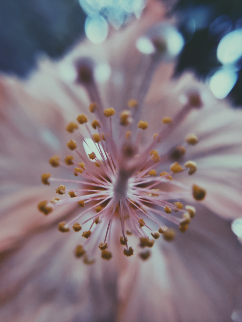 flower head, extreme close-up, macro, vulnerability, softness, purple, petal, plant, no people, nature, flower, close-up, springtime, india, selective focus