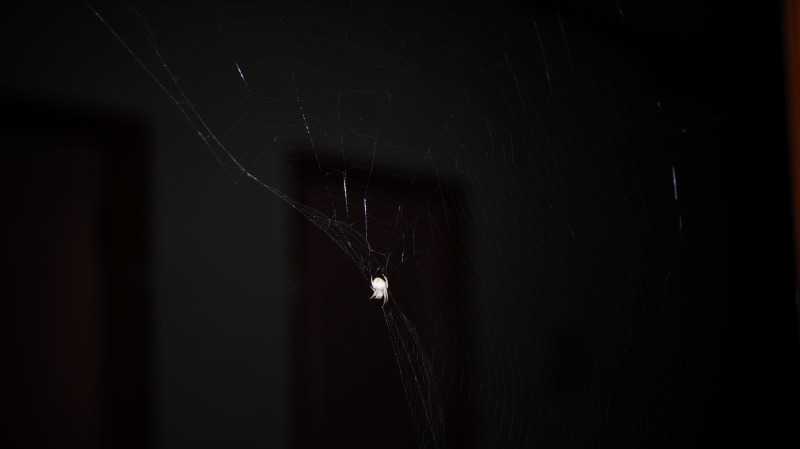 photo, copy space, damaged, indoors, spider web, vulnerability, coimbatore, studio shot, fragility, vadavalli, india, net, spider, close-up, wood - material