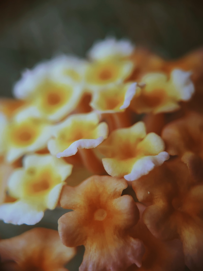 sea, sea life, backgrounds, beauty in nature, blossom, fragility, selective focus, yellow, growth, focus on foreground, india, flower head, flower bouquet