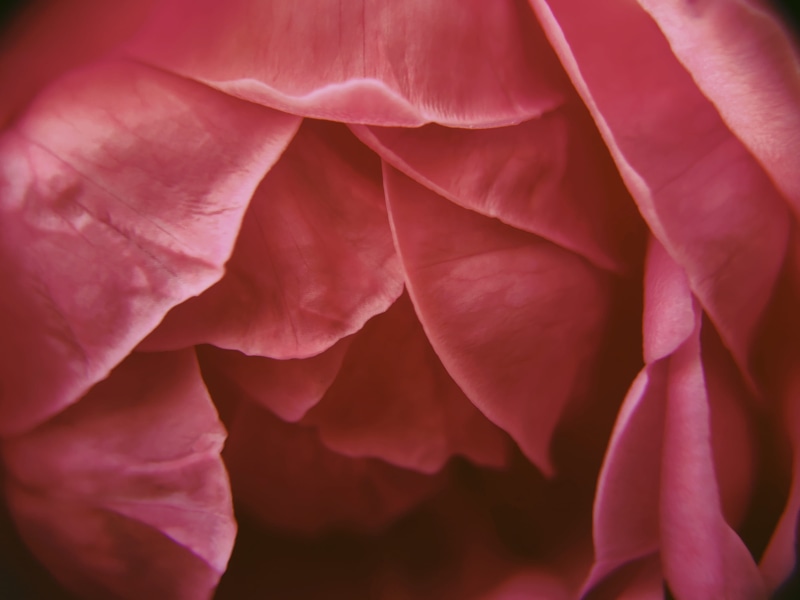 red, cherry blossom, peony, flower, geranium, accessory, nature, inflorescence, pink color, extreme close-up, rose, smelling, fragility, soft focus, pollen