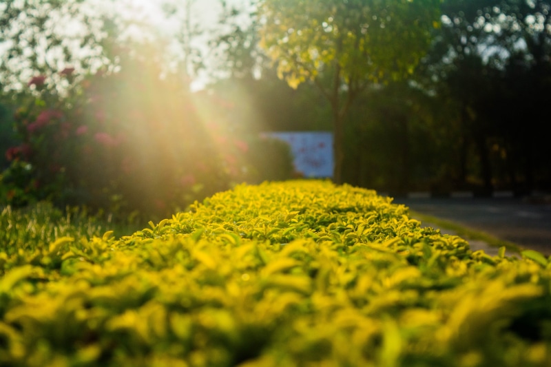 flower, lens flare, sunlight, sunshine, day, 5K, freshness, tree, india, yellow, nature, outdoors, no people, flowerbed, growth, green, environment, tranquility
