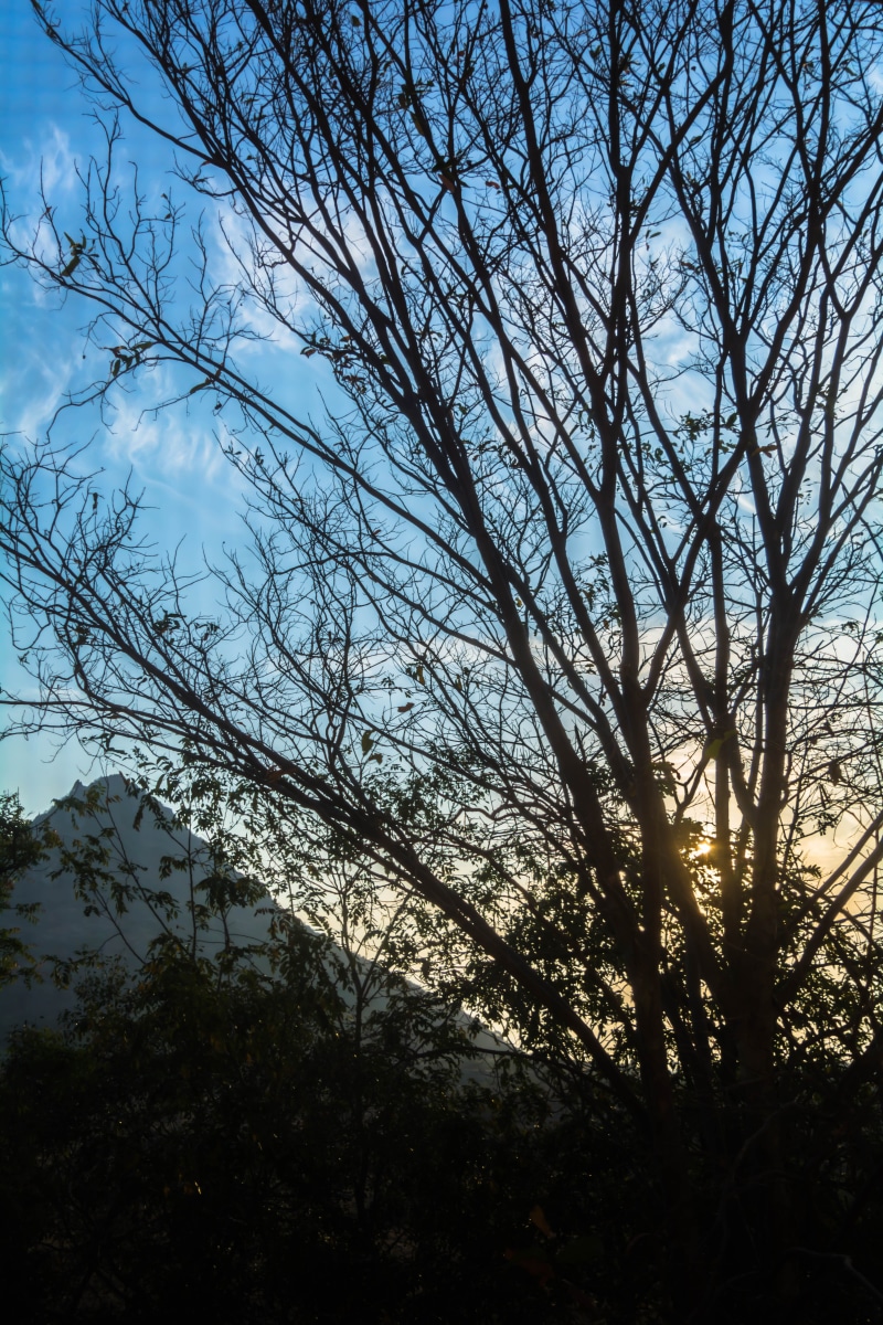land, tree, sky, silhouette, non-urban scene, cloud - sky, coimbatore, india, sun, 5K, scenics - nature, branch, growth, beauty in nature, low angle view