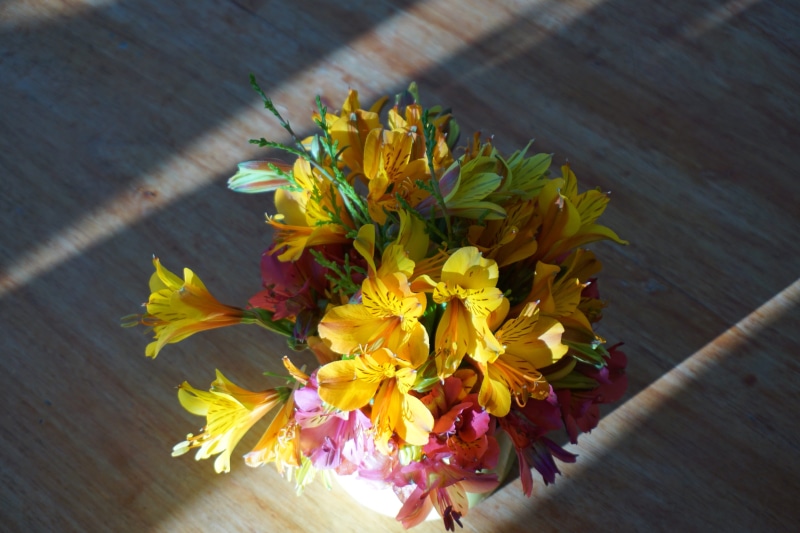 table, pollen, petal, growth, ooty, yellow, high angle view, wood - material, inflorescence, flower head, outdoors, bunch of flowers, close-up, coimbatore
