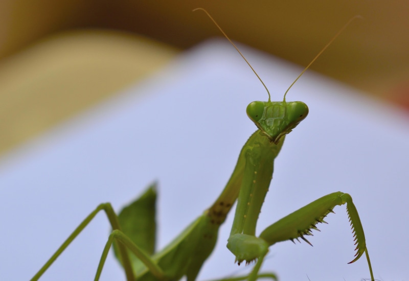 mantis insect, close-up, india, focus on foreground, animal themes, invertebrate, day, leaf, nature, selective focus, praying mantis, 4K, no people, animal