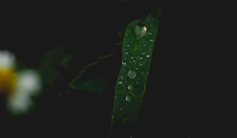 rain, purity, close-up, focus on foreground, nature, green color, day, freshness, growth, grass, raindrop, leaf, blade of grass, selective focus, black background