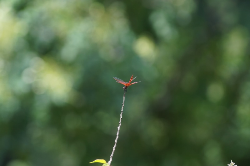 coimbatore, trees, 5K, bud, red, plant, photography, outdoors, animals in the wild, day, green color, beauty in nature, tranquility, india, nature, flowering plant