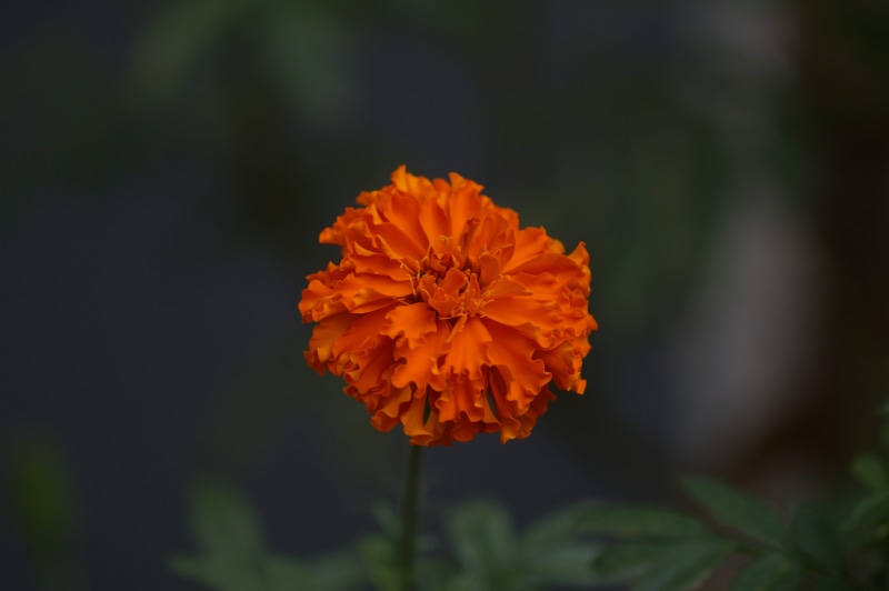 growth, beauty in nature, photooftheday, light, plant, nature, focus on foreground, close-up, photography, photo, coimbatore, orange, inflorescence, fragility