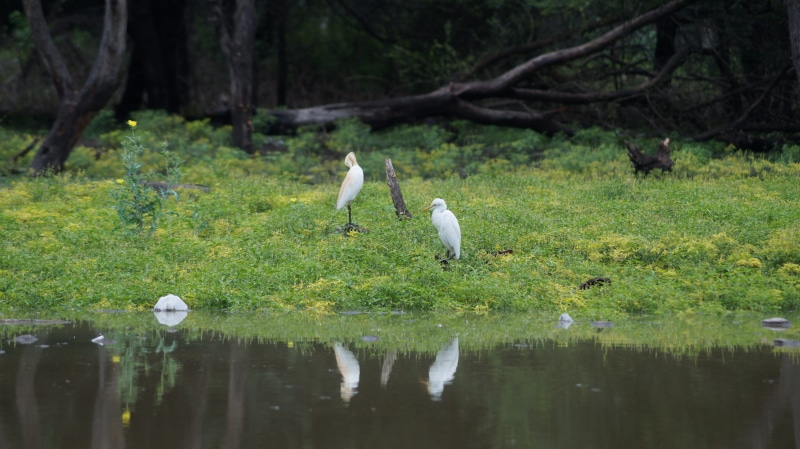 day, animals in the wild, animal wildlife, animal themes, lake, india, nature, 5K, beauty in nature, bird, photography, daylight, photograper, green, group of animals