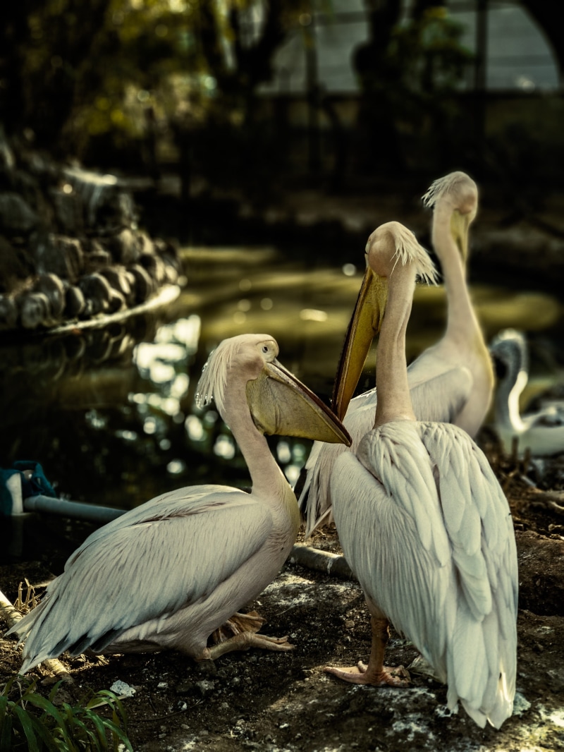 wildlife photography, water, day, group of animals, deep, couple, water bird, beak, love, no people, animal family, india, pelican, 4K, voc park