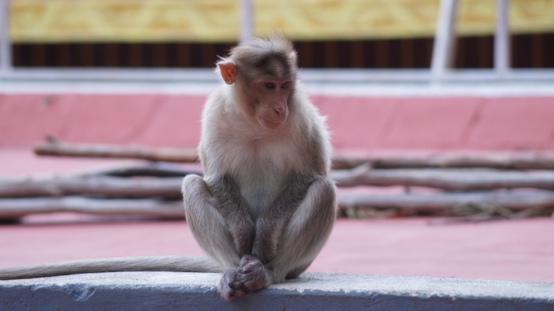 wild, hair, coimbatore, natural, 5K, animal wildlife, nature, vertebrate, forest, focus on foreground, looking, velliangiri andavar temple, full length