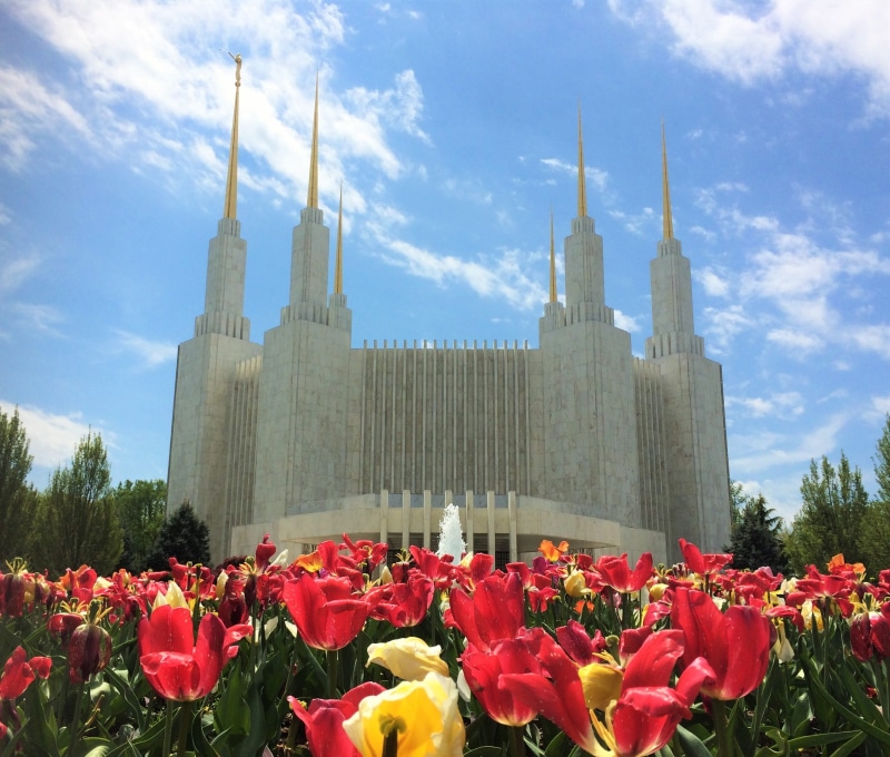 dc, christ, building, city, church, flowering plant, washington dc, spire, the past, fragility, built structure, flowers, flower head, building exterior
