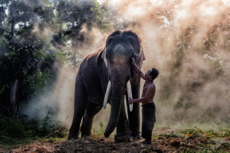 Thailand, elephant, animals, 720P