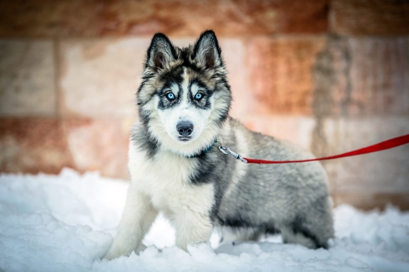 gray, Siberian husky, blue, white, siberian, dog, 1080P, snow, jerusalem, husky, 2013, winter
