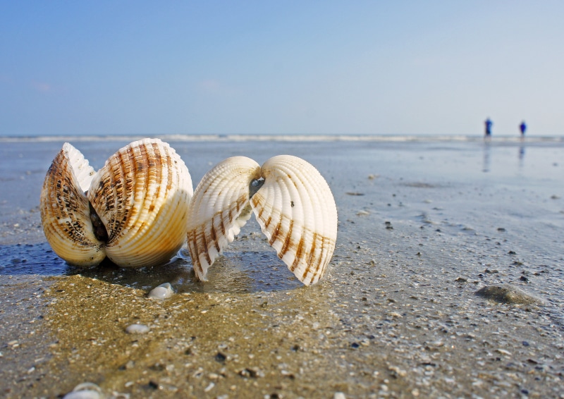 coastline, seashore, nature, photo, Kiawah Island, focus, sand, sea, seashell, summer, Beach, Sea Shell, animal Shell, Sanctuary, 2K, kiawah, vacations