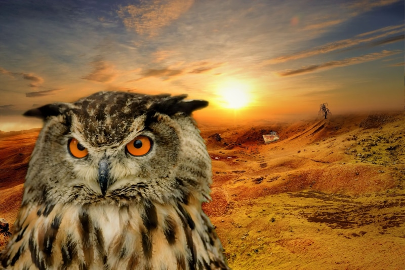 fairy tales, 4K, enchanted, background, cloud - sky, beauty in nature, looking at camera, yellow eyes, bird, Atmosphere, one animal, clouds, sky, animal wildlife