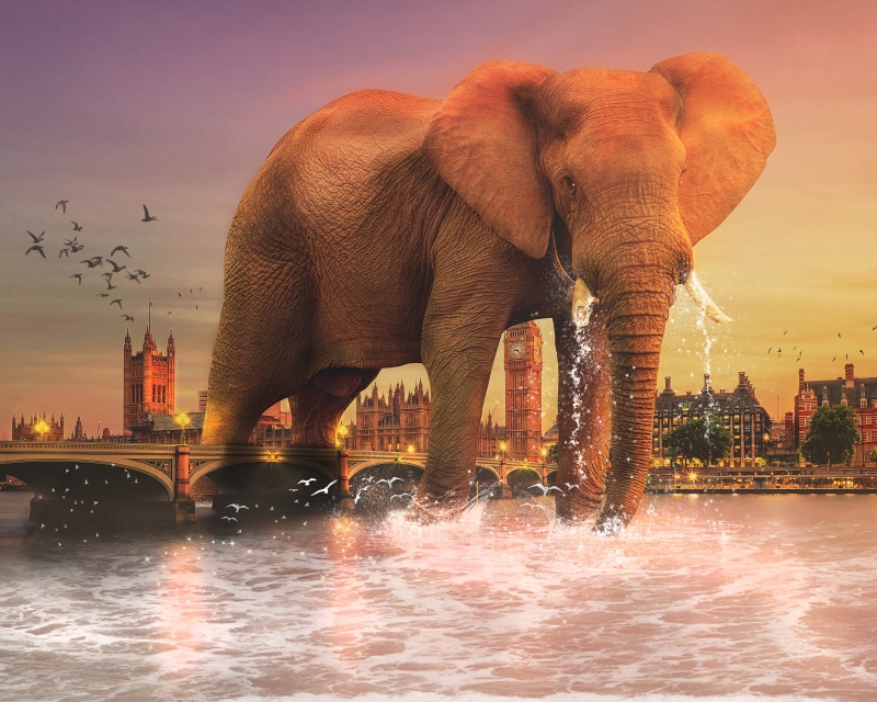 building exterior, bright, outdoors, huge, sunrise, animals in the wild, elephant, tourism, ivory, animal, large, animal trunk, river, big, westminster