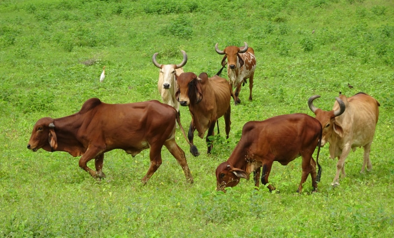 india, animal wildlife, 4K, field, herd, nature, gir, herbivorous, vertebrate, pets, animal, zebu, day, green color, breed, gujarat, bos, domestic animals