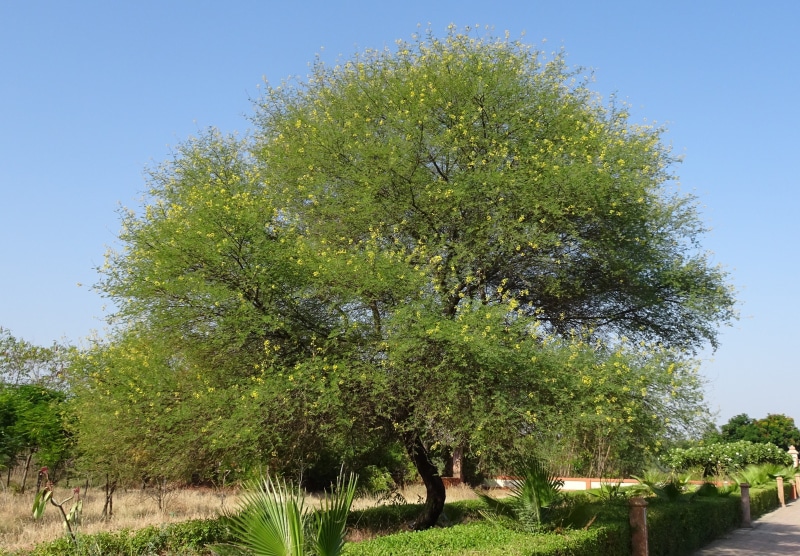 india, fabaceae, babul, thorn mimosa, beauty in nature, vachellia nilotica, water, medicinal, egyptian acacia, acacia nilotica, bloom, forage, sky, flora