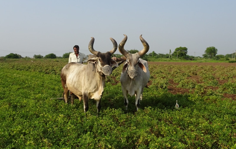 green color, india, porbandar, sky, indian, zebuine, mammal, domestic, milk, group of animals, 2K, plant, animal themes, plough, kankrej, draught work