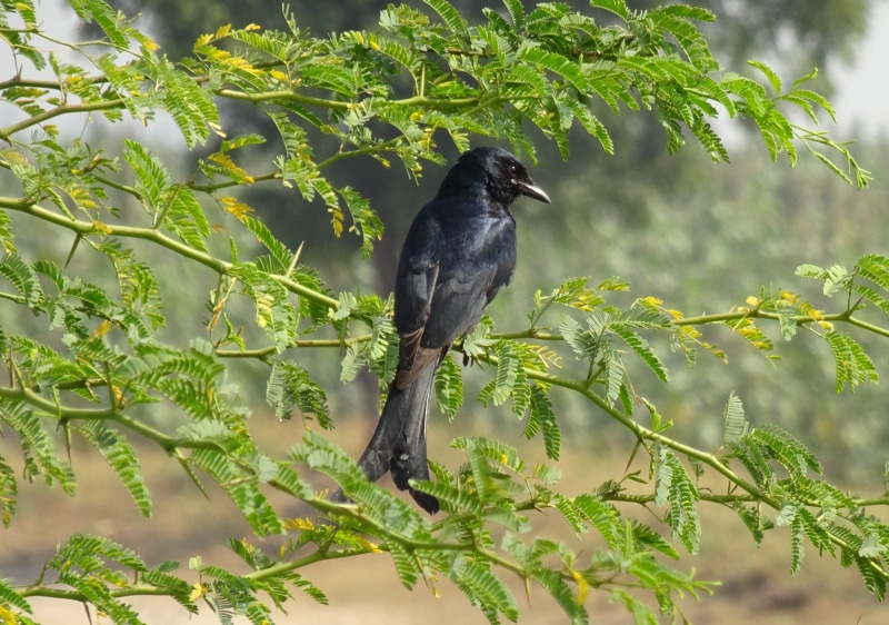 plant, blackbird, drongo, passerine, dicruridae, dicrurus macrocercus, black color, perching, wildlife, growth, animals in the wild, gujarat, animal wildlife