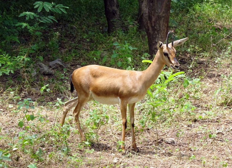 2K, horns, brown, no people, mammal, one animal, side view, rajkot, ravine deer, male, animal themes, vertebrate, gujarat chinkara, animals in the wild