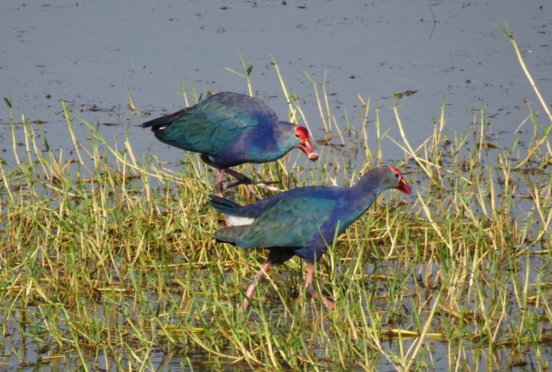 lake, 2K, poultry, water, purple moorhen, animals in the wild, gujarat, swamp, plant, animal, vertebrate, grass, no people, nature, group of animals, two animals