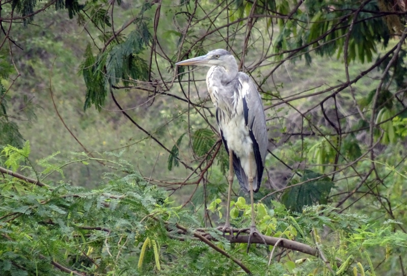 animals in the wild, bird, predatory, no people, wildlife, india, branch, gujarat, ardea cinerea, wader, animal wildlife, animal themes, one animal, growth