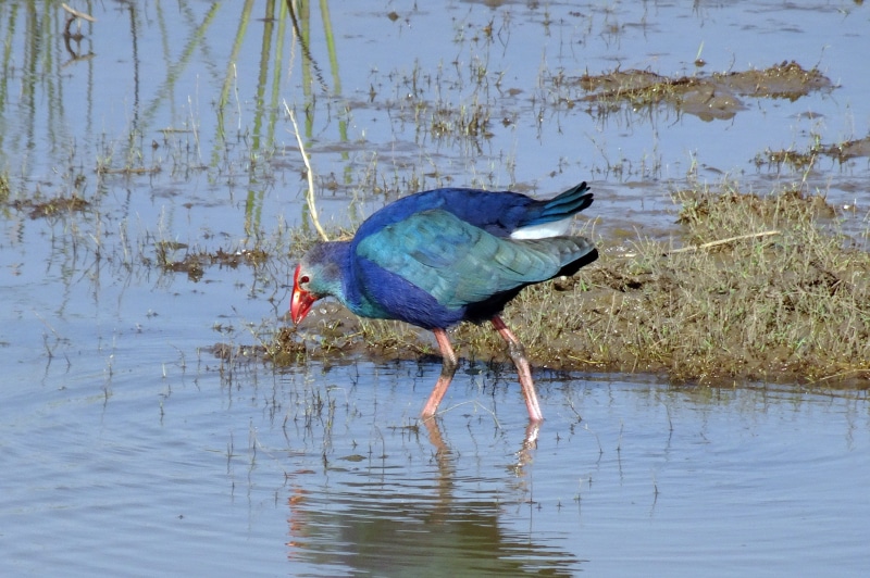 reflection, waterfront, nature, avian, grass, drinking, one animal, no people, moorhen, animals in the wild, vertebrate, animal wildlife, bird, wild, marsh