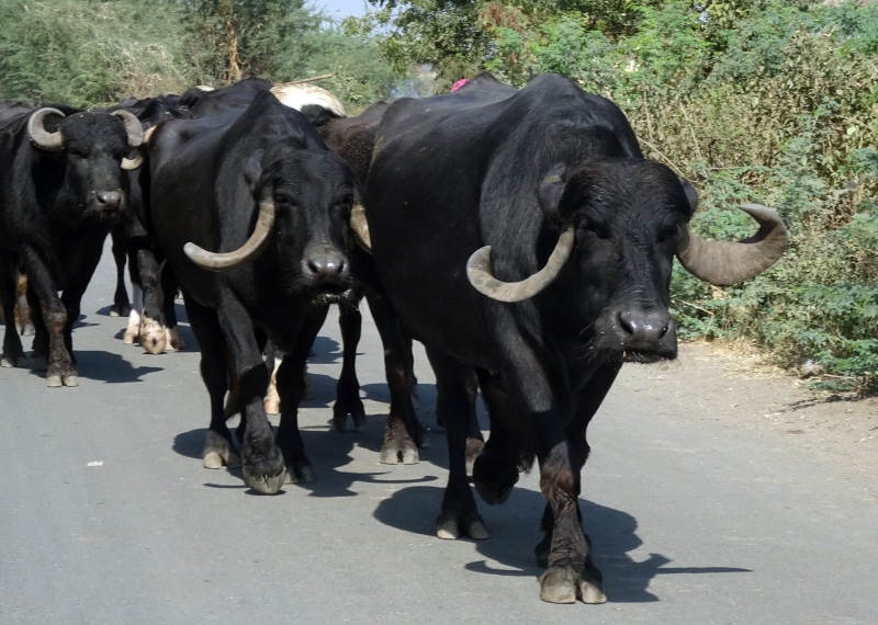 animal, nature, vertebrate, herbivorous, outdoors, 2K, day, bovine, gir, no people, black color, jaffarabadi, hybrid, gujarat, buffalo, water buffalo