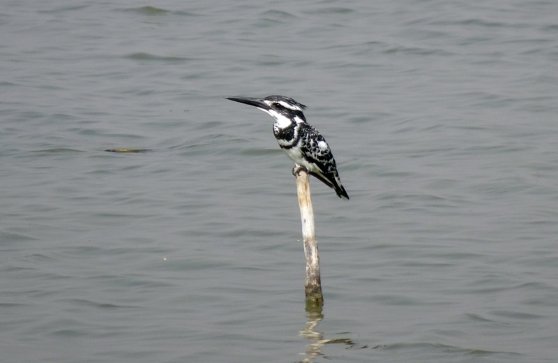 waterfront, freshwater, vertebrate, day, water bird, india, animal themes, rippled, gujarat, outdoors, perching, one animal, 2K, nature, beak, animals in the wild