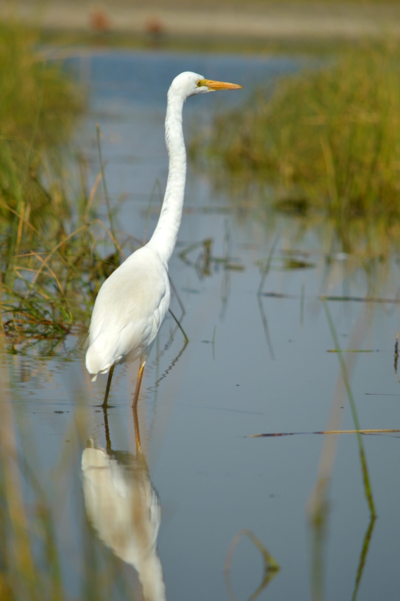 nature, animal neck, great egret, bird, selective focus, animal wildlife, one animal, indian bird, 4K, day, animals in the wild, animal themes, lake, plant