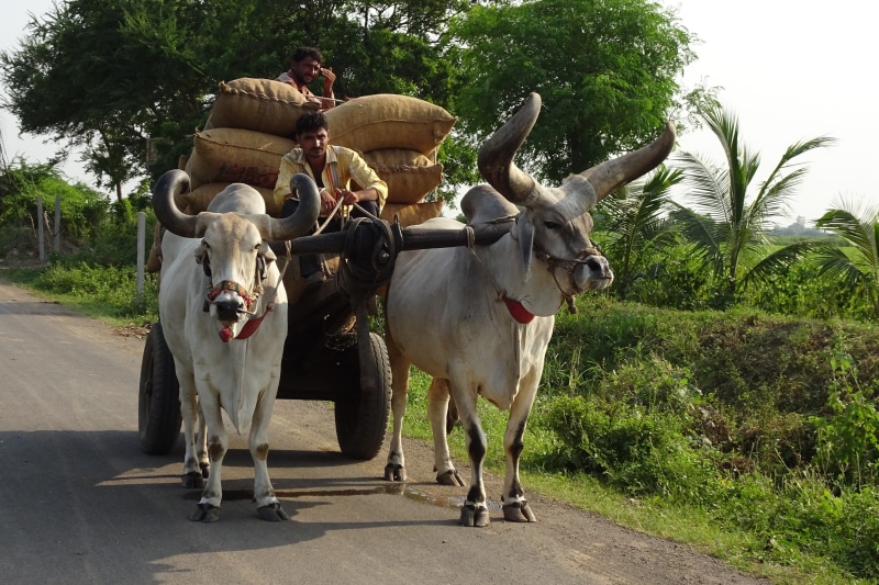 milk, mammal, bullock, ox, draught work, 2K, livestock, growth, kankrej, india, domestic, road, sunlight, cart, porbandar, man, tree, pets, trailer, nature