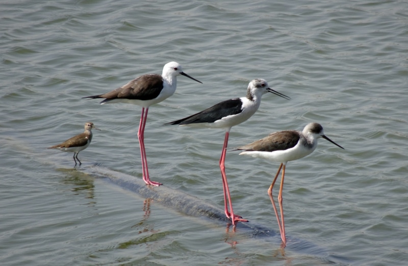 wildlife, animal wildlife, vertebrate, beauty in nature, high angle view, recurvirostridae, black-winged stilt, waterfront, water, large group of animals