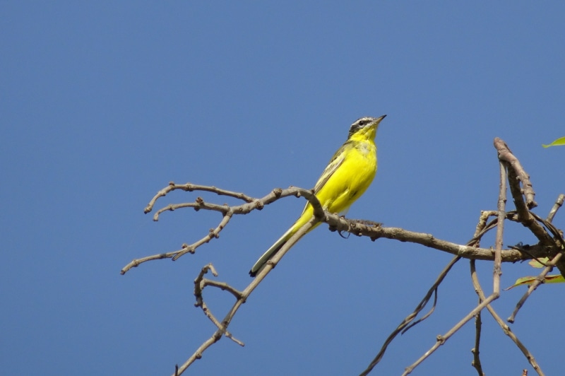 tree, sky, low angle view, 2K, branch, bird, copy space, outdoors, day, plant, blue, vertebrate, nature, passerine, gujarat, western yellow wagtail, animal wildlife