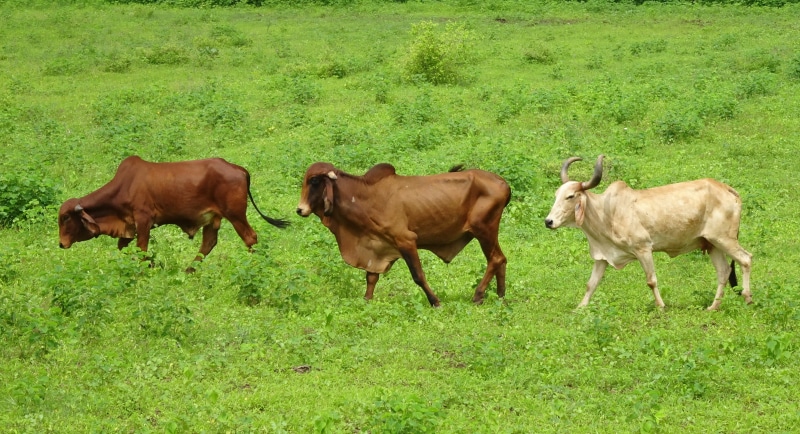 animal, group of animals, land, domestic, outdoors, landscape, day, animal themes, plant, livestock, vertebrate, gujarat, mammal, animal family, domestic animals