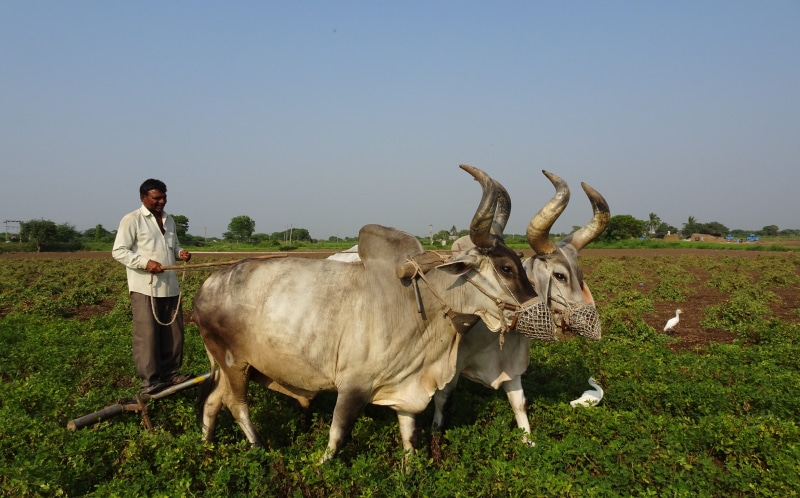 animal wildlife, india, dual-purpose, milk, porbandar, indian, draught work, domestic, mammal, zebu, bullock, outdoors, 4K, plant, herbivorous, occupation