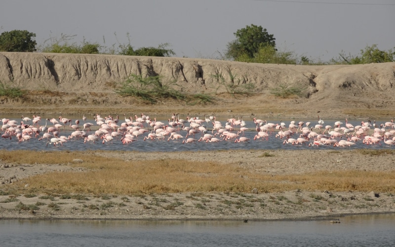 day, flamingo, tree, color, phoeniconaias minor, avian, bird, vertebrate, flock of birds, no people, large group of animals, wetlands, 4K, wildlife, lesser flamingo