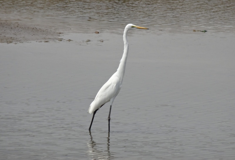 ardea alba, no people, lake, water bird, animals in the wild, one animal, waterfront, rann of kutch, great white egret, gujarat, egret, animal themes, wader