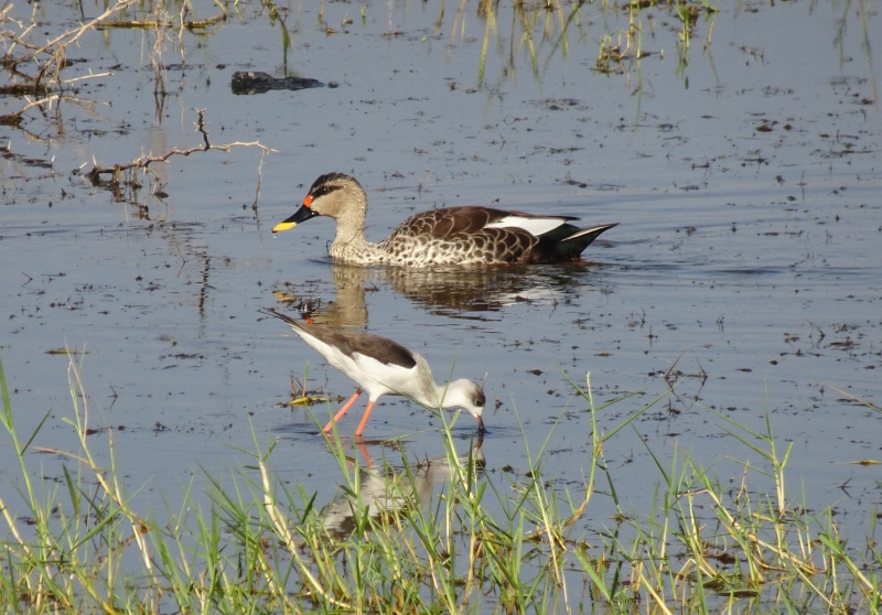 animal, animals in the wild, group of animals, day, dabbling duck, poultry, spot-billed duck, peaceful, reflection, water, spotbill, elegance, india, animal family