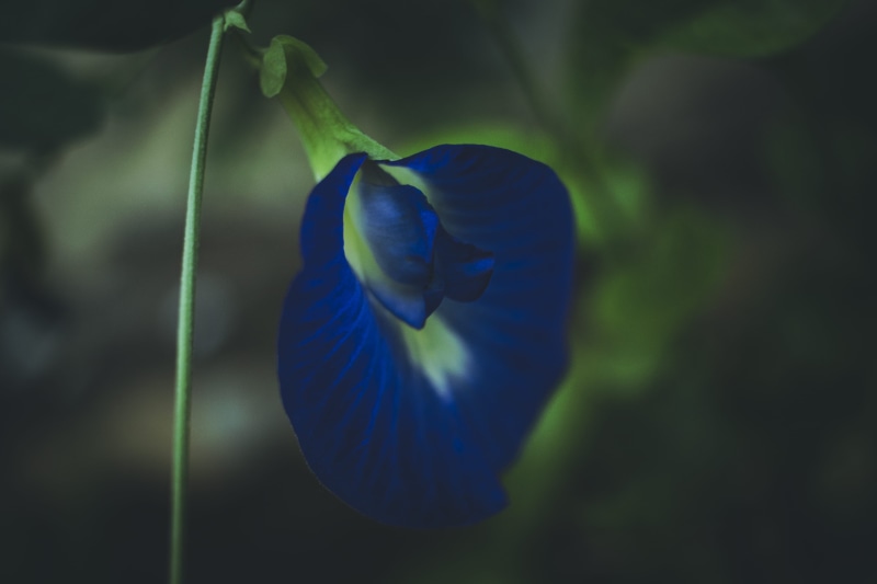 nature, blue, purple, outdoors, inflorescence, day, flower head, gujarat, beauty in nature, petal, 5K, india, gandhinagar, growth, close-up, focus on foreground