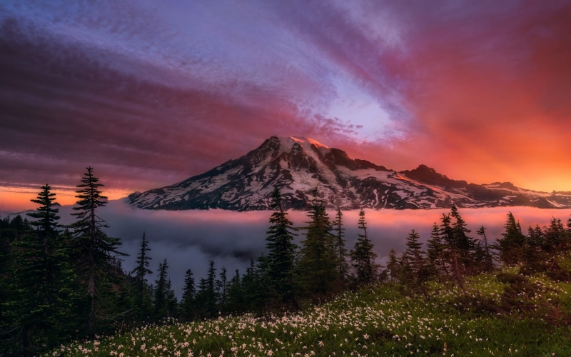 Rainier, Stratovolcano, Flowers, 1080P, USA, Red, Dawn, Trees, Washington, Sky