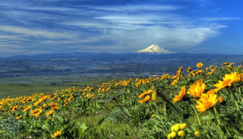 oregon, landscape, sky, growth, tranquility, dalles, flower head, background, flowers, mountain range, summer, sunflower, nature, wilderness, tranquil scene