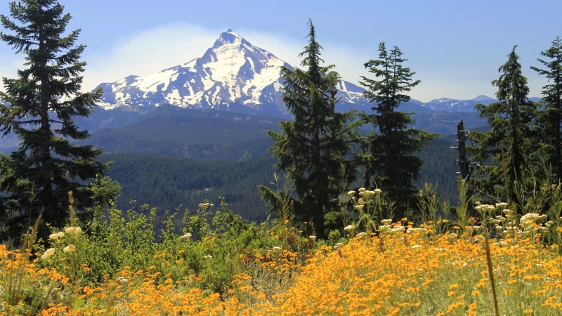 u, outdoors, stratovolcano, beauty in nature, scenics - nature, flowering plant, environment, tranquility, mountain peak, flower, snow, state, tree, pine woodland
