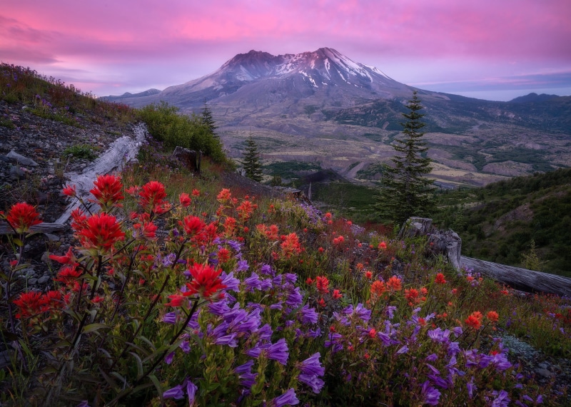 valley, Washington State, Cascade Range, Mount St. Helens, The cascade mountains, Skamania, stratovolcano, Indian paintbrush, Mount St Helens, slope, flowers