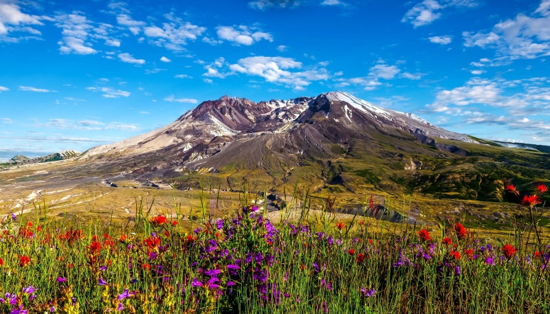 Stratovolcano, red, purple, HD, daytime, beside, flower, Mount St. Helens, petaled, 2K, Washington, mountain