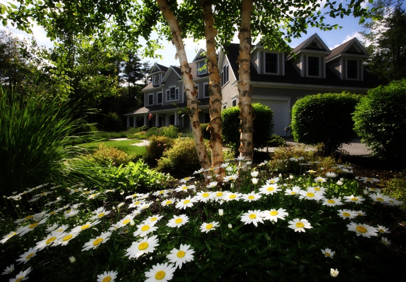 white, front or Back Yard, summer, black, garden, flower, tree trunks, flowering plant, grass, freshness, no People, yellow, outdoors, house, building exterior