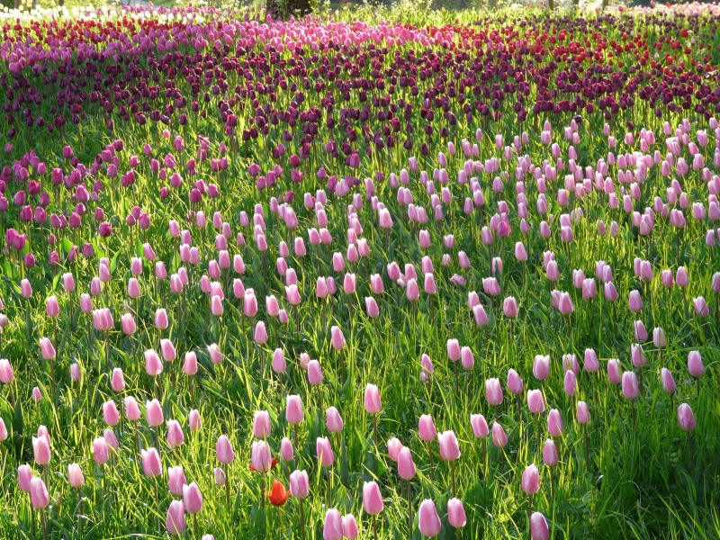 bloom, to, growth, bed, park, happiness, Field, plant bed, tulipa, freshness, bright, Pink, spring, Tulip, pink Color, backgrounds, purple, design, nature