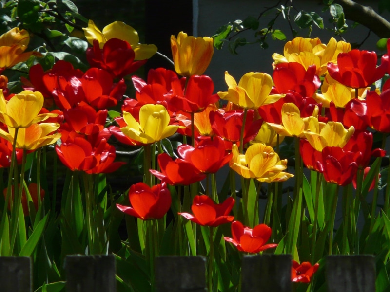 park, gardening, Tulips, colorful, vulnerability, petal, flower, beauty In Nature, floristry, flowers, leaf, floral, Back, colourful, formal Garden, sunlight