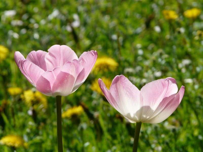 no people, white, White, blossomed, bloom, flowers, garden, ornamental plant, colorful, pink color, freshness, focus on foreground, back light, nature