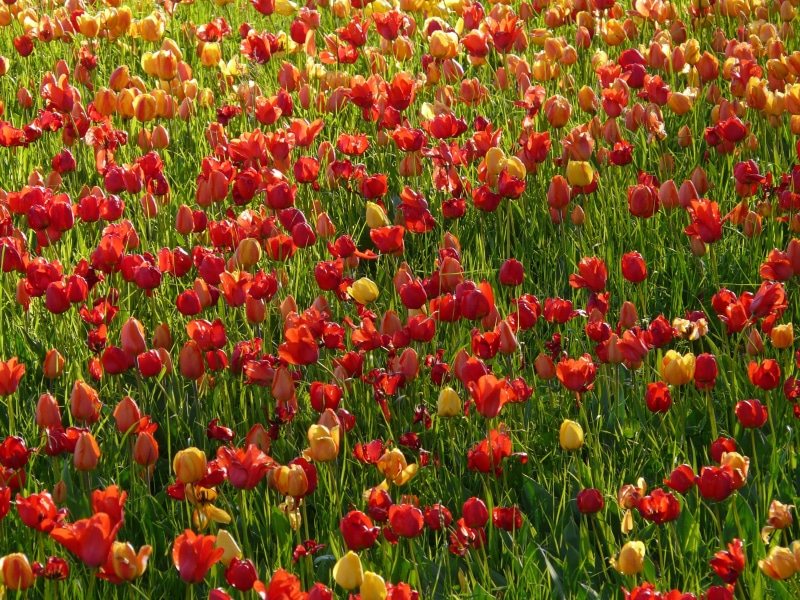 blossomed, Tulip, tulipa, idyllic, background image, season, summer, floral, rural Scene, backgrounds, meadow, tulpenbluete, no People, blossom, ornamental plant